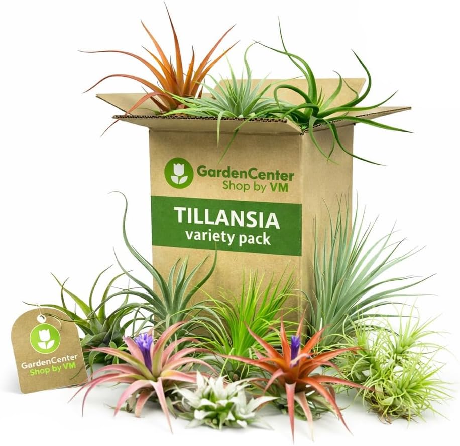 Garden Center Shop | Pack Tillandsias Naturales | Plantas Aéreas Sin Tierra | Set Variado Decorativo | Fácil Cuidado | Ideal Interior y Regalo (5)