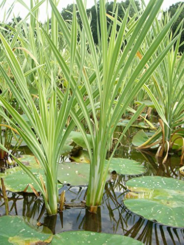 Mühlan – 7 Bund / Portionen Wasserpest für den Gartenteich, Sauerstoffpflanzen für den Teich, winterharte Sorte - 6