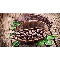 cocoaページ gardens-live-fruit-plant-coco-