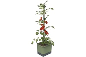 GUSTA GARDEN Tom Tomato - Pot de tomates - Sistema de riego con depósito de agua de 4,5 L - Soporte para plantas trepadoras - Gancho de fijación - Volumen de tierra de 20L - Plantas trepadoras - Verde oscuro