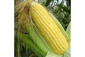 Saterkali Semi di mais ceroso dolce, 230 pezzi Semi di mais ceroso dolce Sano Facile da coltivare Orto Fattoria Piante da giardino Semi Di Mais