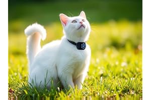 GiDaCom Mini telecamera portatile full hd 1080p, Cani e Gatti visione notturna a infrarossi, registrazione su SD, collare regolabile a strappo (CAMPET1)