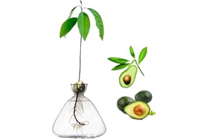 YWNYT Jarrones de Cristal para árbol de Aguacate, jarrón de Semillas de Aguacate, jarrones de Vidrio para Flores, Kit de Cultivo de árbol de Aguacate, jarrón hidropónico de Semillas, decoración de Mesa