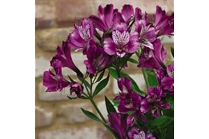 THOMPSON & MORGAN Alstroemeria 'Butterfly Hybrids' Peruvian Lily Plugs Hardy Perennial Flowering Garden Plants Easy to Grow 6 x Postiplugs by Thompson and Morgan (6)