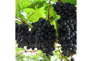 200 Pièces Graines De Raisin Facile à Planter Couleurs De Fructification Frais Parfum Frais Agréable à Maturité Attirant Les Abeilles Papillons
