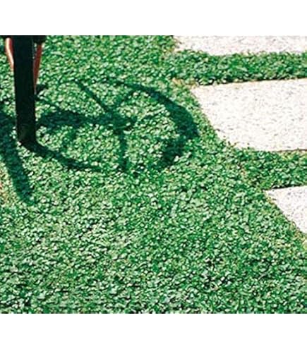 Semi Prato Dichondra Repens Bottos - Confezione Da 1 Kg - Foto 2