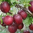 Gooseberry Giggles Red Garden Plant Hardy Perennial Garden Plants Easy to Grow Your Own 1x 9cm Potted Plant by Thompson and Morgan