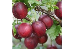THOMPSON & MORGAN Gooseberry Giggles Red Garden Plant Hardy Perennial Garden Plants Easy to Grow Your Own 1x 9cm Potted Plant by Thompson and Morgan
