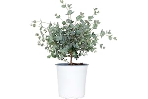BLOOMIQUE Eucalyptus gunnii - Gommier - Arbuste - Persistant – ⌀14 cm - 25-35 cm