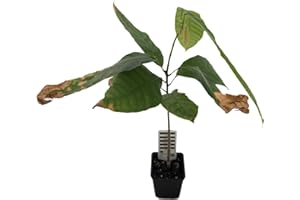 HAPPY EXOTICS 1 árbol de cacao | Theobroma Cacao | Variedad Trinitario | Planta de cacao de semilla de Sudamérica | Rara en la UE | Planta de interior | Árbol del chocolate | Planta del cacao en grano