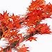 Produktbild Künstliche Fall Ahorn Blätter in eine Mischung aus Herbst Farben - Tolles Herbst Tisch Scatter für Fall Hochzeiten & Autumn Parteien Maple Vine