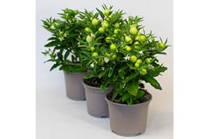 TROPICAL PLANTS UK 3 x Solanum - Plants Outdoor Garden Ready, Perennial Plants Garden Ready in 10.5cm pots, Supplied with Lots of Berries, Great Garden Plants