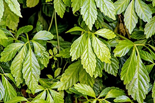 SAFLAX – Pflanze der Unsterblichkeit – 30 Samen – Gynostemma pentaphyllum - 2