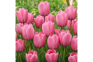 DUTCH BULBS EXCLUSIVE PLANTS FROM HOLLAND Bulbi di tulipani Singolo "Pink Passion" (25 pièces) esclusivi tulipani rosa dall'Olanda, resistenti e perenni per giardino, vasi, balcone da Amsterdam (bulbi grandi, senza semi, non artificiali)