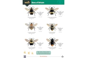 Field Studies Council Bees of Britain: Science Resource Booklet for Teachers (WildID)