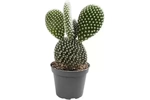 CAMBRIDGE BEE Cactus Opuntia Bunny Ears - Prickly pear ad Succulent Cacti in 10,5 cm Pot