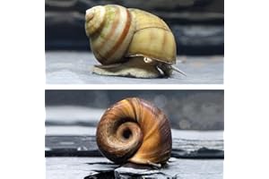 NATUREHOLIC Spremifoglie naturale per il vostro laghetto da giardino/laghetto senza foglie, 2 lumache con coperchio e 2 corno