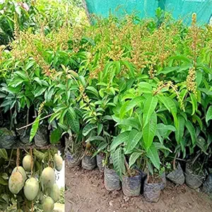 AGRO ALIVE All time Mango Plant Thailand alltime Baramasi Mango Plant( grafted ) Plant