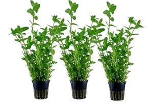AquaOne Aquarium Pflanze 3 Stück Bacopa caroliniana I Wasserpflanze Aquariumpflanze Stängelpflanze voll durchwurzelt einfach pflegeleicht Aquascaping Dekoration
