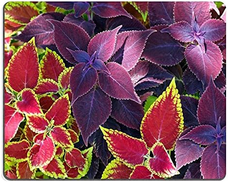 Luxlady Gaming Mousepad IMAGE ID: 22958721 Red coleus and purple plant closeup nature background