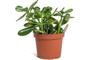 Crassula Ovata DECOALIVE Planta Suculenta Natural Árbol de Jade, 8436601573681