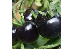 Oce180anYLVUK Semi di pomodoro neri, 100 pezzi di semi di pomodoro per pianta, novità creativa nero sole preferisce i gustosi piani di semi forniture da giardino Nero