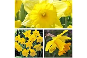 HUMPHREYS GARDEN Daffodil King Alfred x 20 Flower Bulbs Size 10 up Rich Golden Yellow Spring Flowers. Easy to Grow