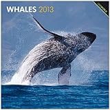 Whales 2013 - Wale - Original BrownTrout-Kalender by