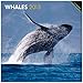 Whales 2013 - Wale - Original BrownTrout-Kalender by