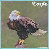 Eagles 2022 Calendar Eagle 2022 Calendar: Official Eagle Bird Calendar 2022, 16 Month Square  Calendar: Amazon.co.uk: 2022, Monthly Calendars: 9798749483987: Books