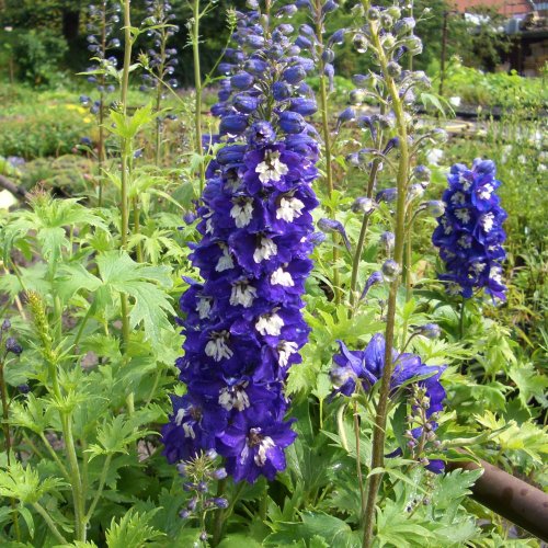 lichtnelke - Rittersporn ( Delphinium cultorum ' Darkblue White Bee ' )