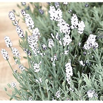 Lavendel (Lavandula angustifolia 'Edelweiss') WEISS