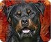 Produktbild +++ ROTTWEILER - Textil MOUSEPAD Mauspad Unterlage Mausmatte | 5 mm dick - RTW 07
