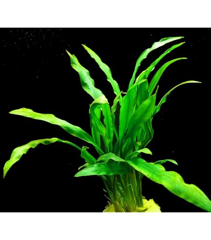 Cryptocoryne Spiralis 'Red' - Pflanze Aus Indien-Rendo Shrimp, 6,99