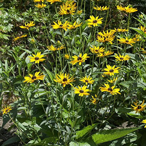 Staude Gelber Sonnenhut, 5 Stauden - 2