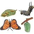 zalati Butterfly Growth Cycle Biological Model Figure Toys for Kids Educational Toys Teaching Tools