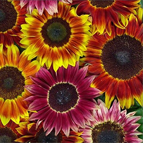Flower - Kings Seeds - Picture Packet - Sunflower - Harlequin Mixed F1 - 25 Seed