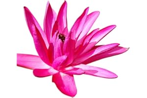 SAMENCHILISHOP (IMMER NUR EINMAL VERSAND) 10 semillas nenúfar rojo "Nymphaea" (para estanque y acuario) + instrucciones de cultivo (idioma español no garantizado)