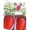 Original Miyazaki Mango Plant | Miyazaki Grafted Plant | Verity of Japanese | Plant Height 3-4 Feet | Combo Pack of 2 |