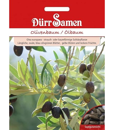 Kalamata Oliven Samen 10 stk -Essbare Oliven- *Griechischer Olivenbaum* :  Amazon.de: Garten