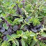 15 Arten - Schöne Mischung Basilikum - 200 Samen (1 Beutel)