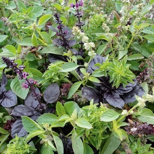 11 Arten - Schöne Mischung Basilikum - 200 Samen