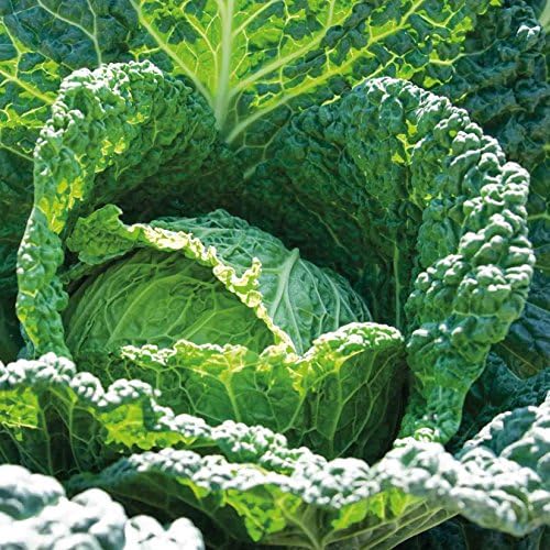 Cabbage Savoy 'Ormskirk' 6 X MINI plug plants
