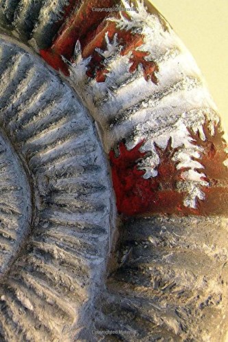 Notebook Ammonite Stone Fossil