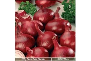SCHONE PRODUCTS (UK) Onion Sets Electric 250 Grams- Over wintering Plant-Excellent Flavor- Ideal for Your Beautiful Kitchen Garden