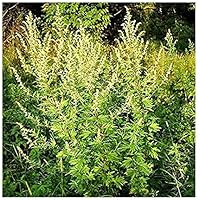 Einjähriger Beifuß - Qing Hao - Sweet Wormwood - Artemisia annua - 125 Samen