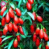 Enviamos internacionalmente FARMERLY Paquete de Semillas 200pcs Bonsai Real de Goji Goji - Chinense para el jardín de Plantas de Beneficios de Salud de níspero