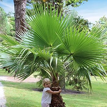 Hardy Phoenix Palm Tree: Amazon.co.uk: Garden & Outdoors