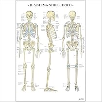 Poster Scientifico Sistema Vascolare 67x100cm - Carta Plastificata Per Studio E Didattica - Foto 7