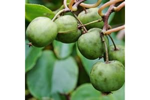 THOMPSON & MORGAN Kiwi Fruit Climber Garden Plant Hardy Issai Actinidia Deliciosa Crop Garden Plants Easy to Grow Your Own 1x 9cm Potted Plant by Thompson and Morgan